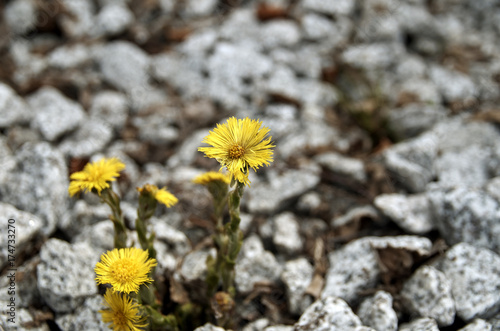Fototapeta Naklejka Na Ścianę i Meble -  Одуванчик