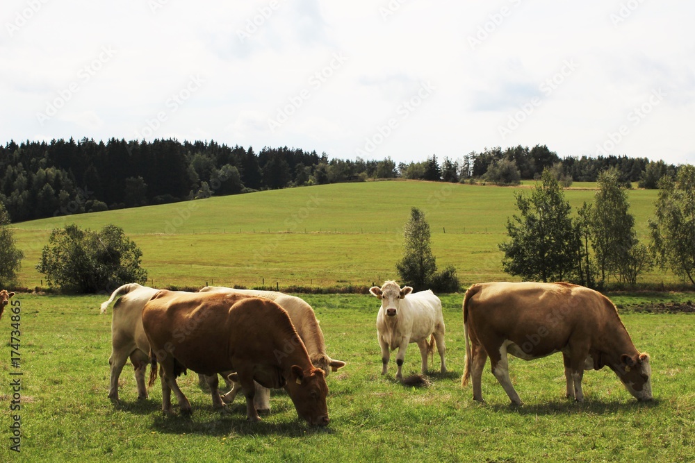 Happy cows in countryside, farmer (bio meat)