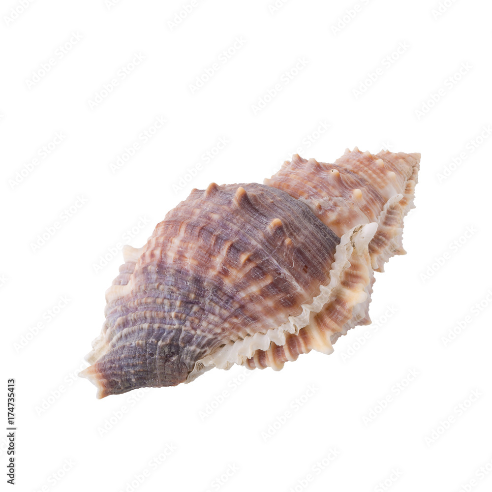 Sea shells arranged isolating on a white background.