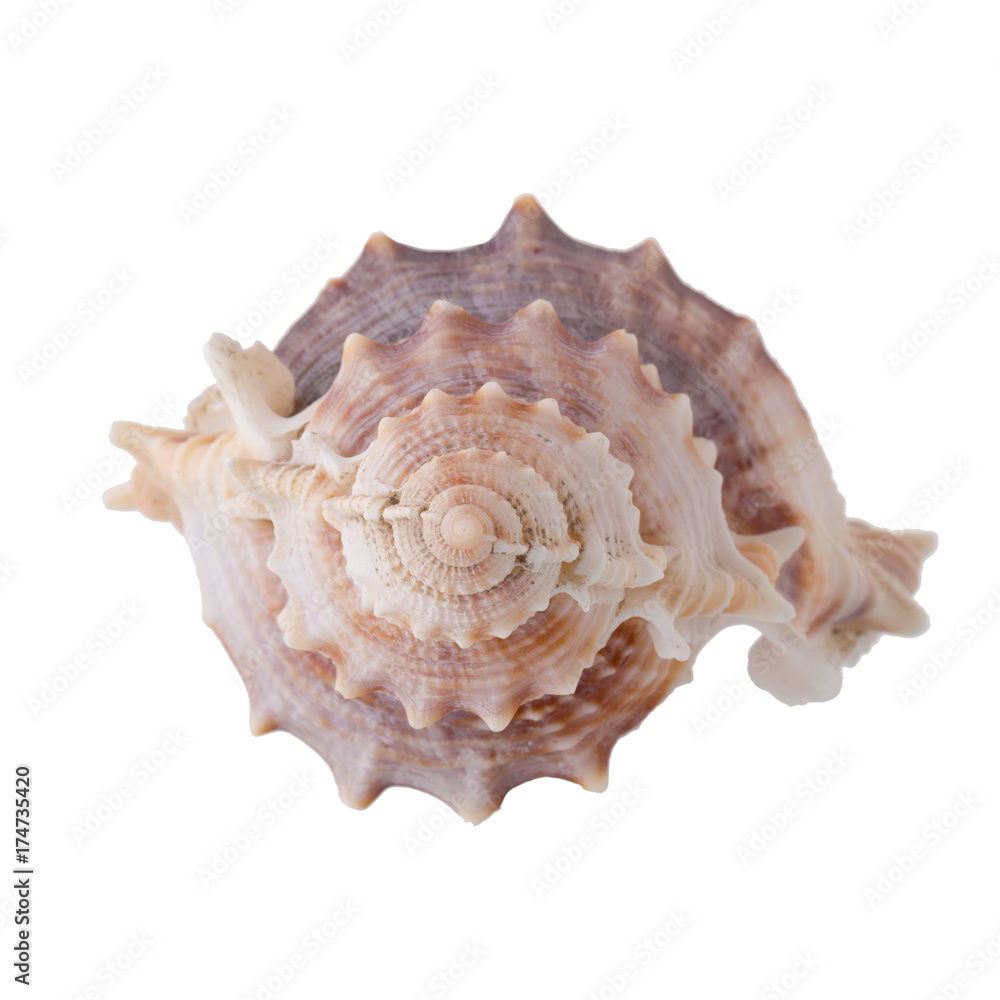 Sea shells arranged isolating on a white background. Sea shells arranged isolating on a white background.
