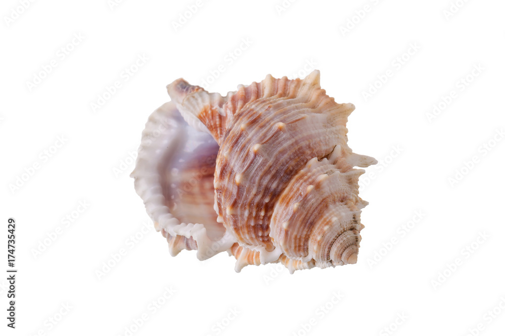Sea shells arranged isolating on a white background.