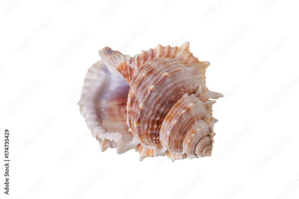 Sea shells arranged isolating on a white background. Sea shells arranged isolating on a white background.