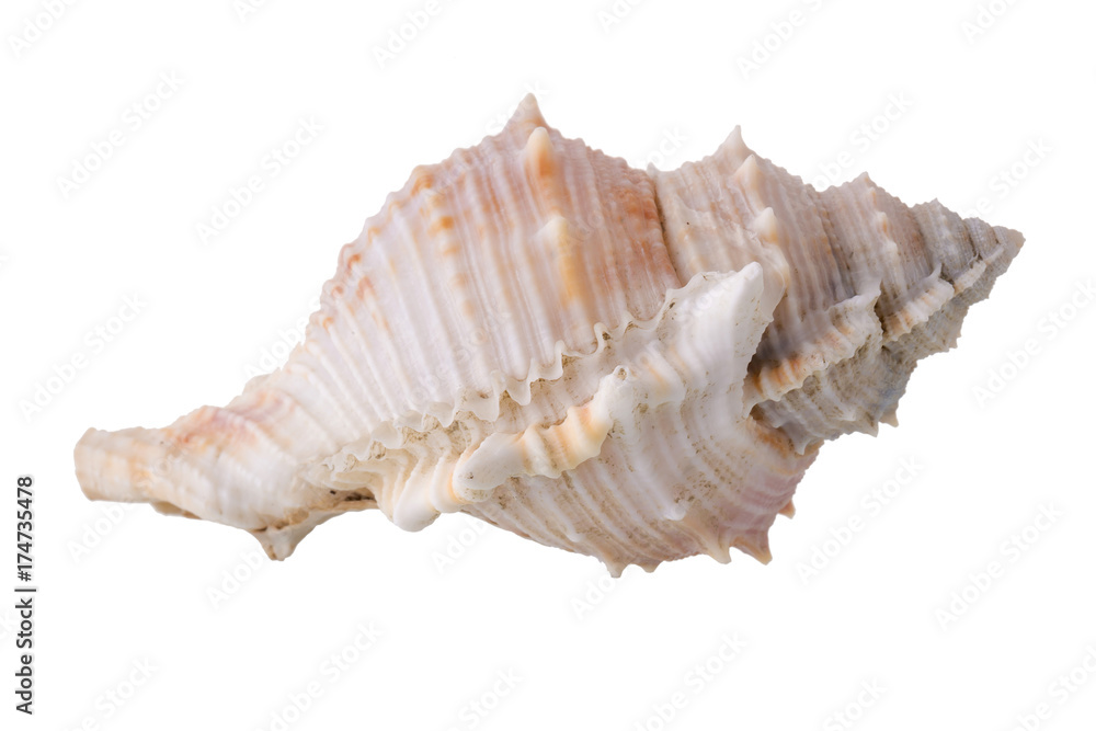Sea shells arranged isolating on a white background. Sea shells arranged isolating on a white background.