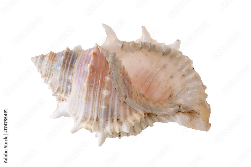 Sea shells arranged isolating on a white background. Sea shells arranged isolating on a white background.
