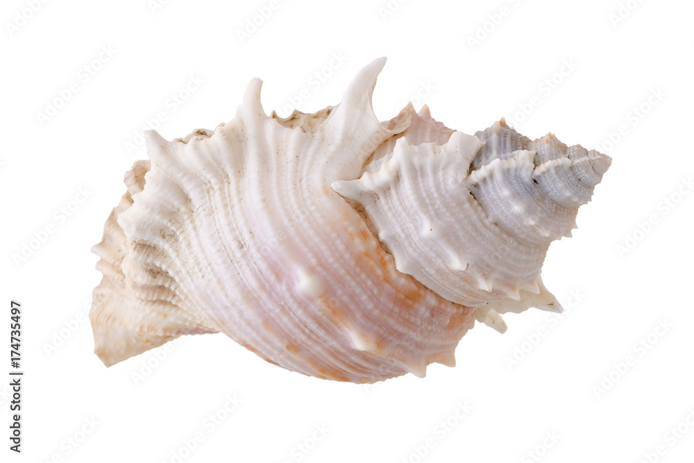 Sea shells arranged isolating on a white background.