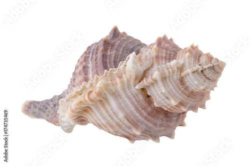 Sea shells arranged isolating on a white background.