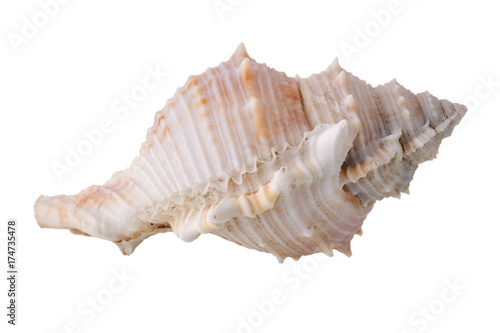 Sea shells arranged isolating on a white background.