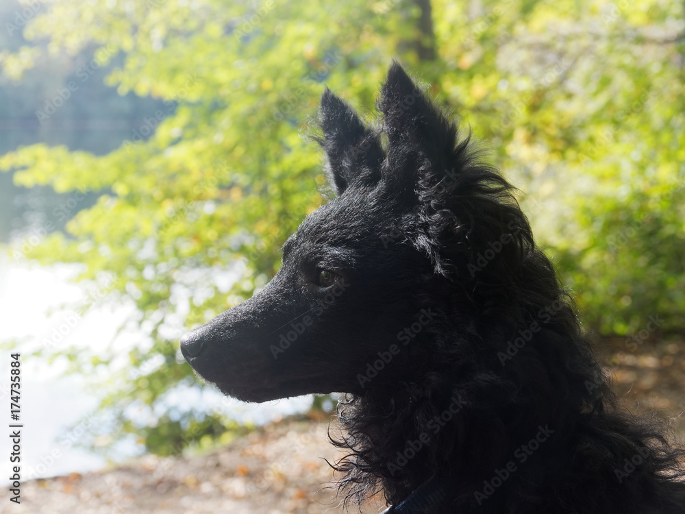 Fototapeta premium Mudi – ein ungarischer Hütehund nass vom Baden am See
