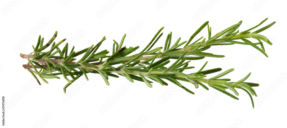fresh rosemary bunch isolated on white background fresh rosemary bunch isolated on white background
