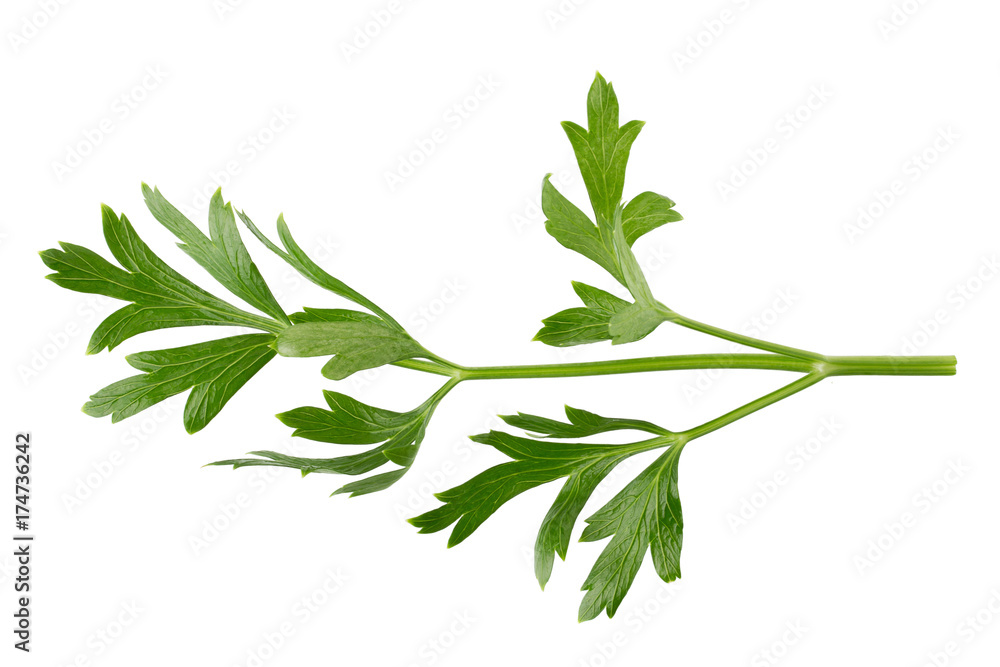 parsley fresh herb isolated on a white background parsley fresh herb isolated on a white background