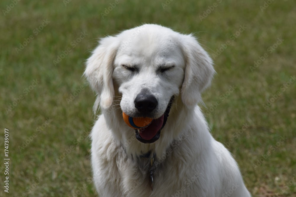 Happy Dog Happy Dog
