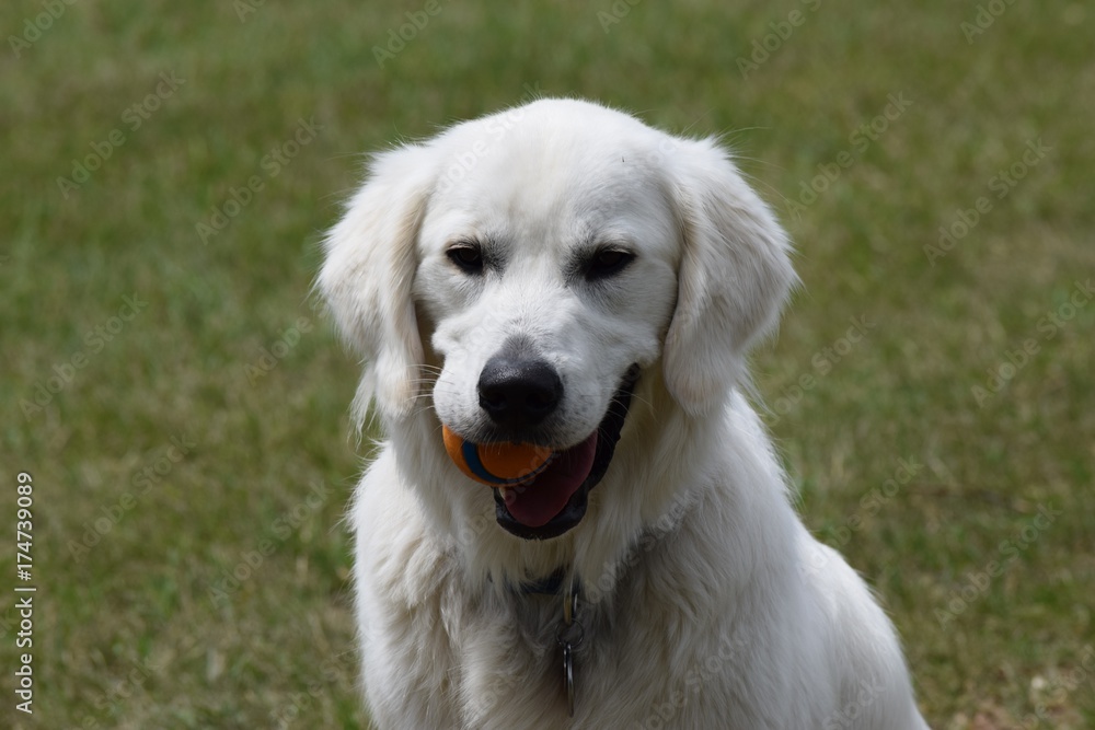 Happy Dog