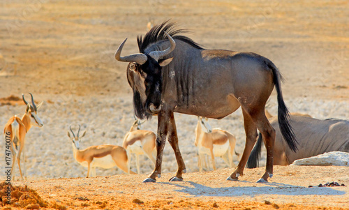Blue wildebeest standing on the dry Etosha Pan with impala in the background, Namibia