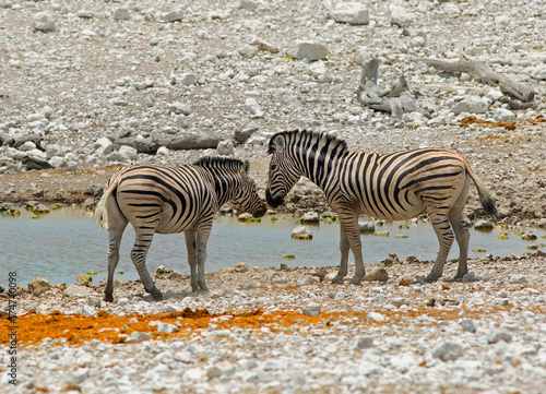 Two Burchells Zebra standing next to a waterhole nose to nose