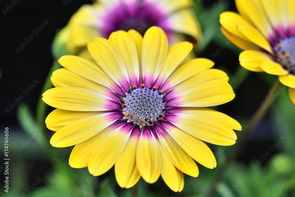 Φωτογραφία Close up of a vibrant yellow osteospermum flower with a purple stamen