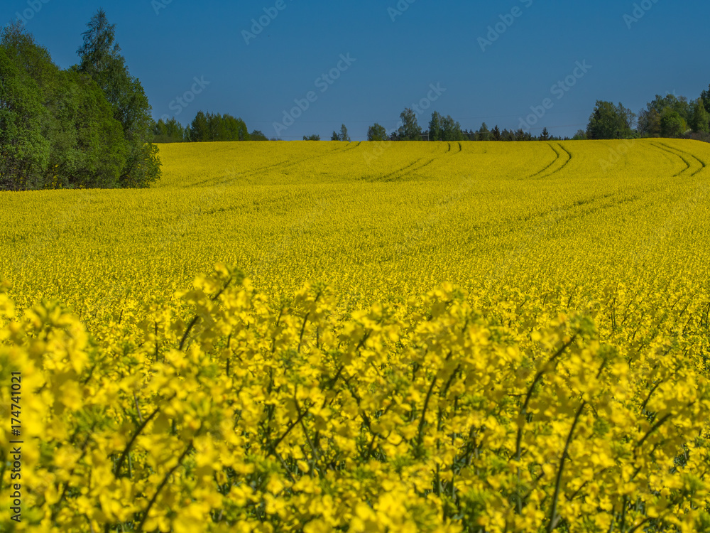 Spring rapeseed field