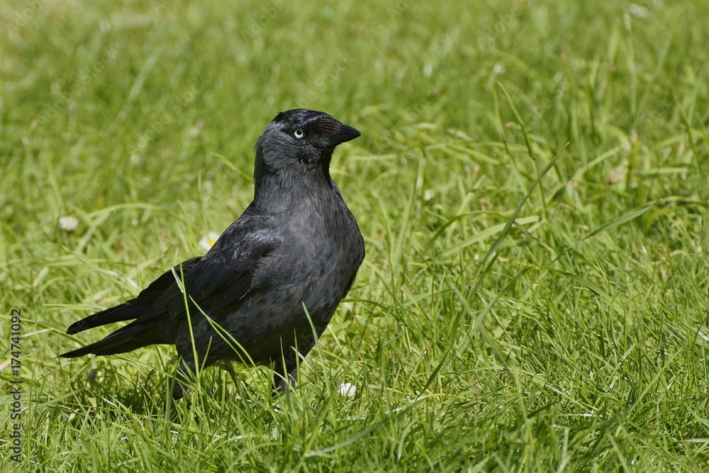 Fototapeta premium Black jackdaw in the grass