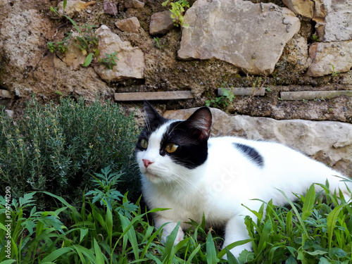 Картината върху платно Black and white cat on the grass