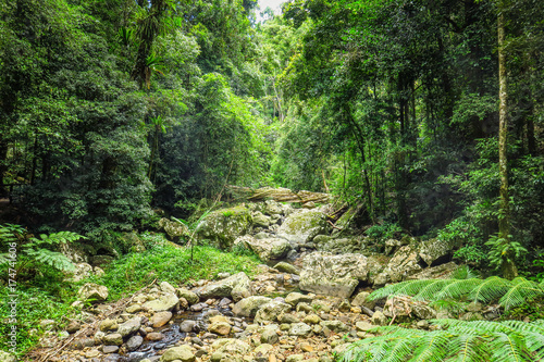 Exploring Springbrook National Park in Gold Coast