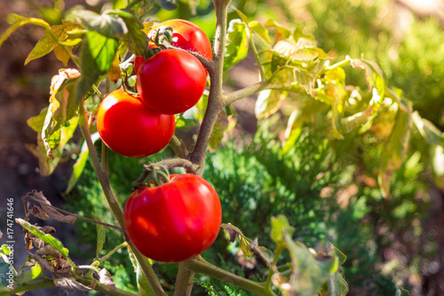 growing tomatoes red with green on bush