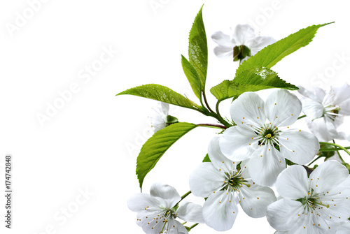 Fototapeta Naklejka Na Ścianę i Meble -  Branch of cherry flowers closeup