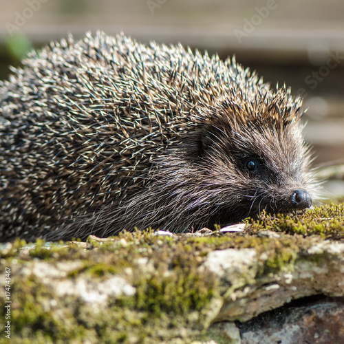 hedgehog in the spring deciduous forest