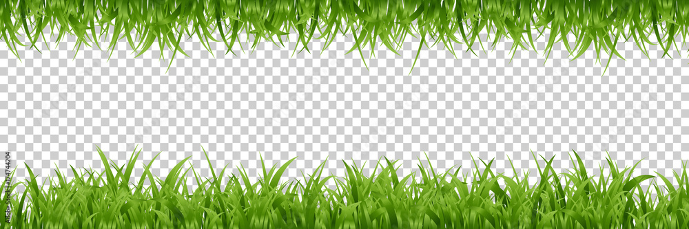 Fototapeta Wektorowa realistyczna odosobniona zielona trawa graniczy dla dekoraci i nakrycia na przejrzystym tle.