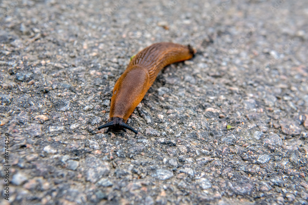 Spanish slug