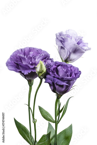 Light violet eustoma flowers on white background