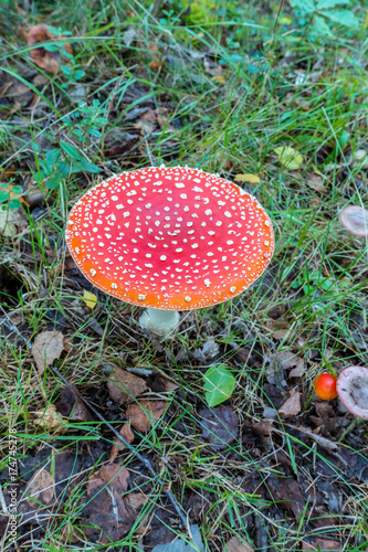 Fly amanita photo