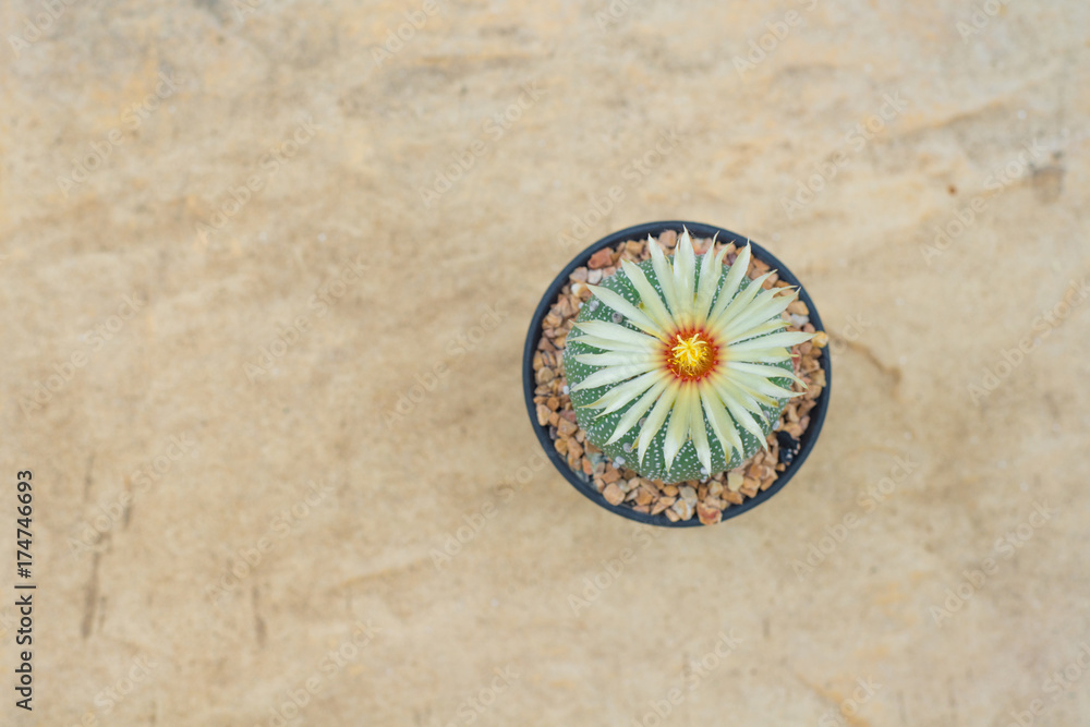 Astrophytum asterias cactus with flower in pot on orange stone floor