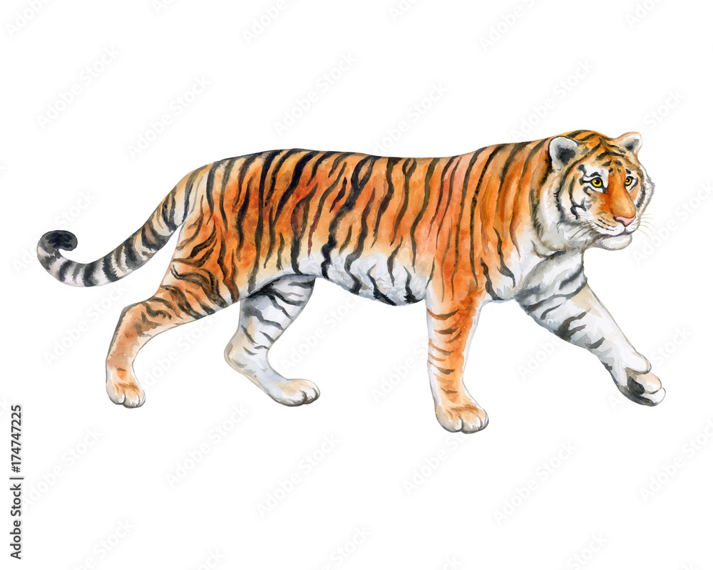 Tiger isolated on white background. Watercolor. Illustration. Template. Handmade.