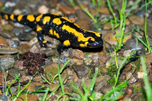Feuersalamander (Salamandra salamandra terrestris) kriecht über Boden mit Grashalmen und Steinen, Harz, Ostharz, Sachsen-Anhalt, Deutschland, Europa 