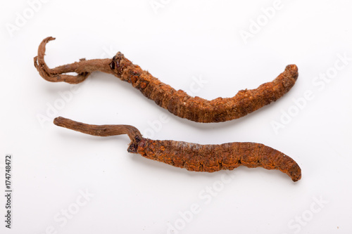 Cordyceps sinesis Yartsa Gunbu Yarsagumba himalayan gold Nepal isolated