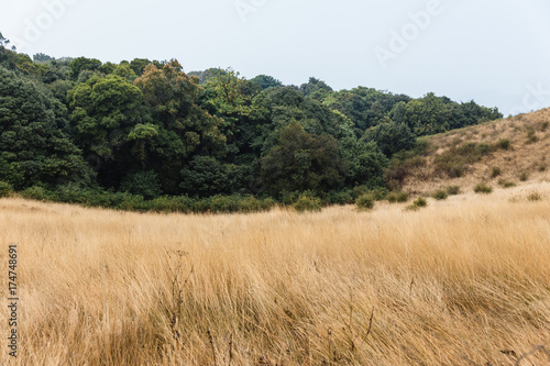 Mountain with golden grass and green shrub with woods in background along the way to Kew Mae Pan in Chiang Mai, Thailand.