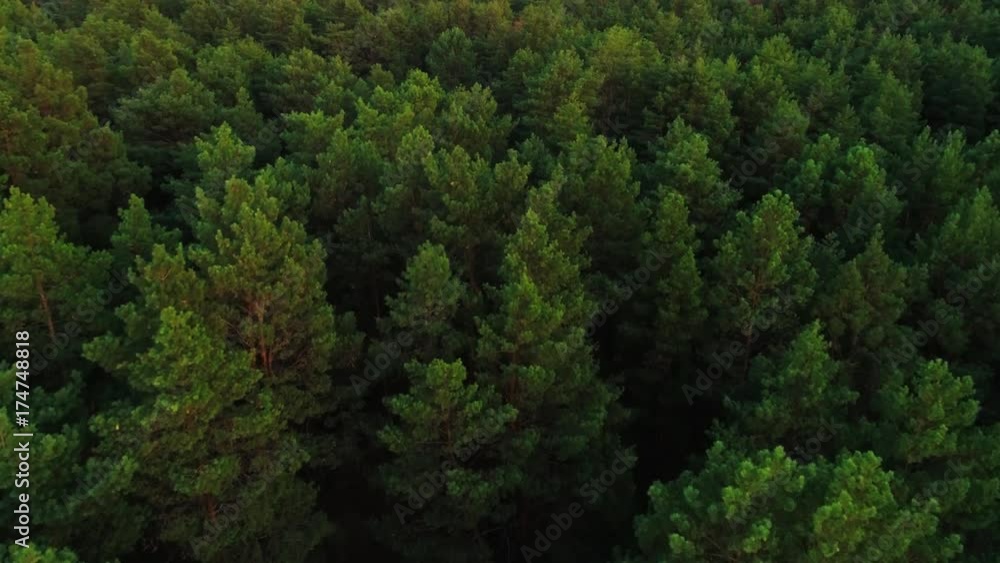Autumn forest at sunset from a bird's eye view Autumn forest at sunset from a bird's eye view