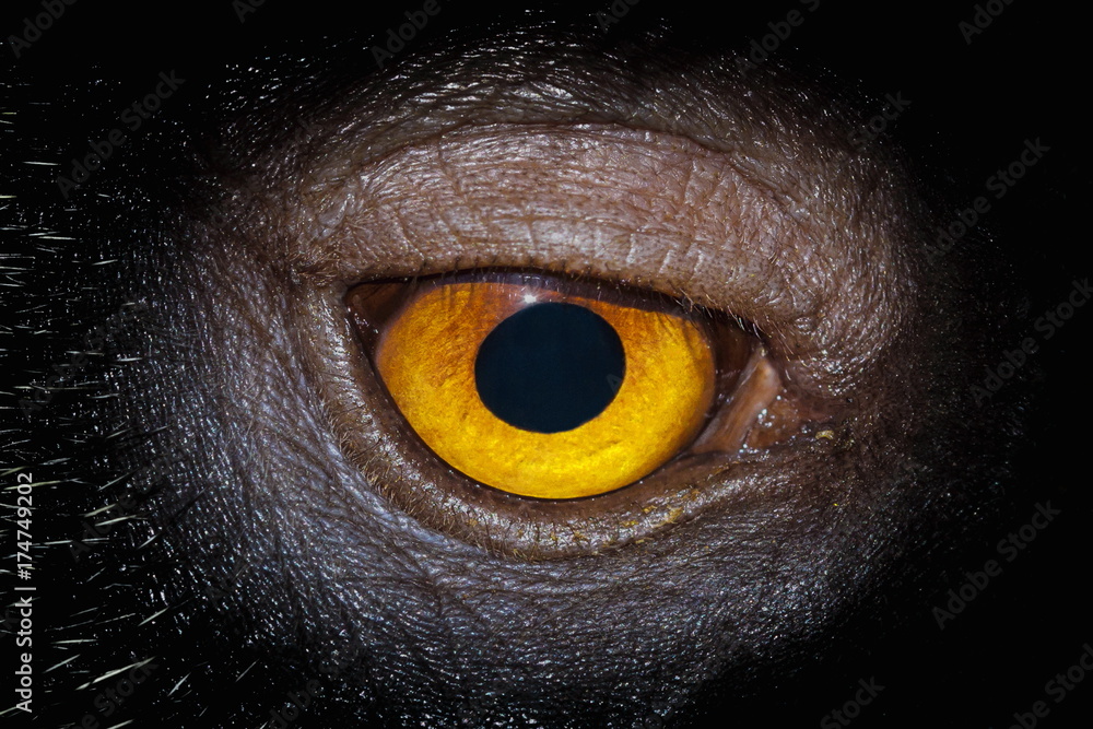 Eye of the animal.