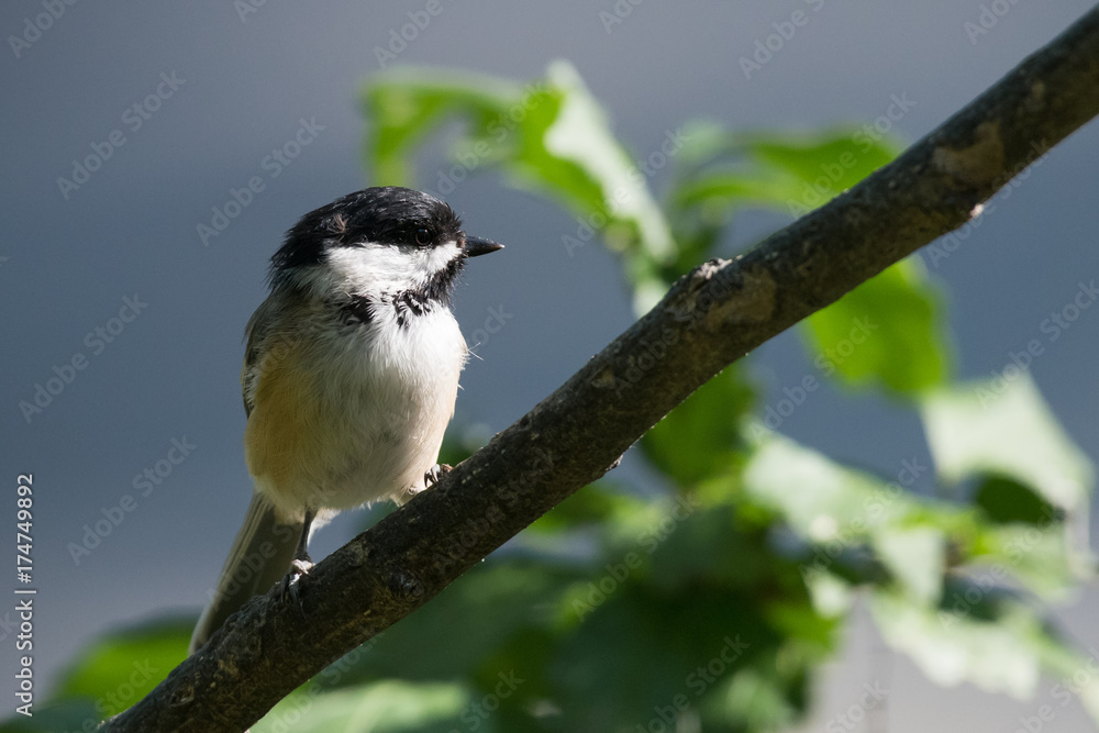 Obraz premium Chickadee