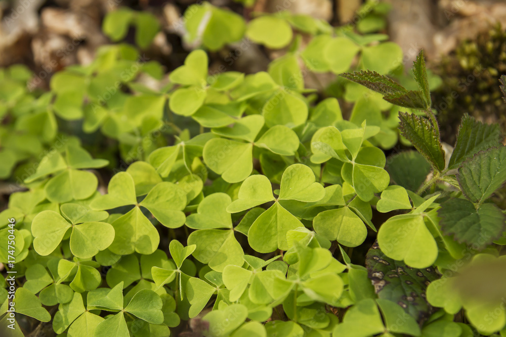 common wood sorrel green leaves common wood sorrel green leaves