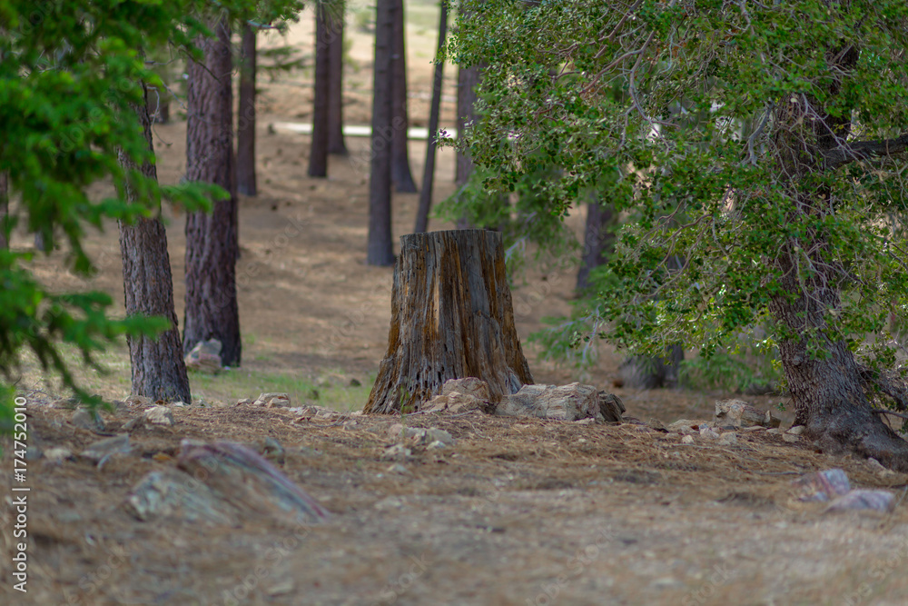 Obraz premium forest tree nature