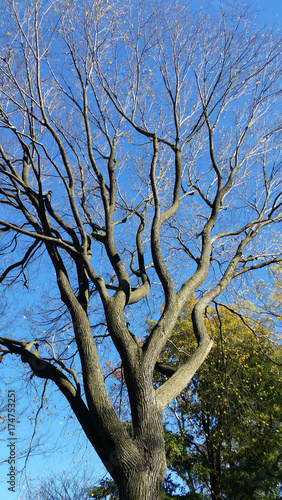 dry tree on blue sky background