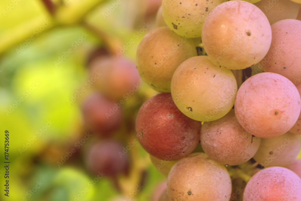 Grape brunch in vineyard. Grape brunch in vineyard.