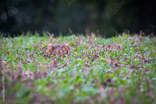 Rabbit hiding in grass © Adrian 