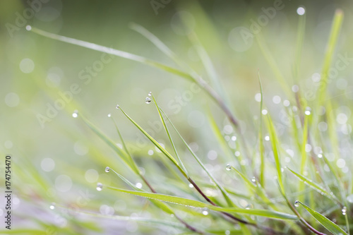 grass in dew early morning, soft colorful fresh green background with drops and bokeh