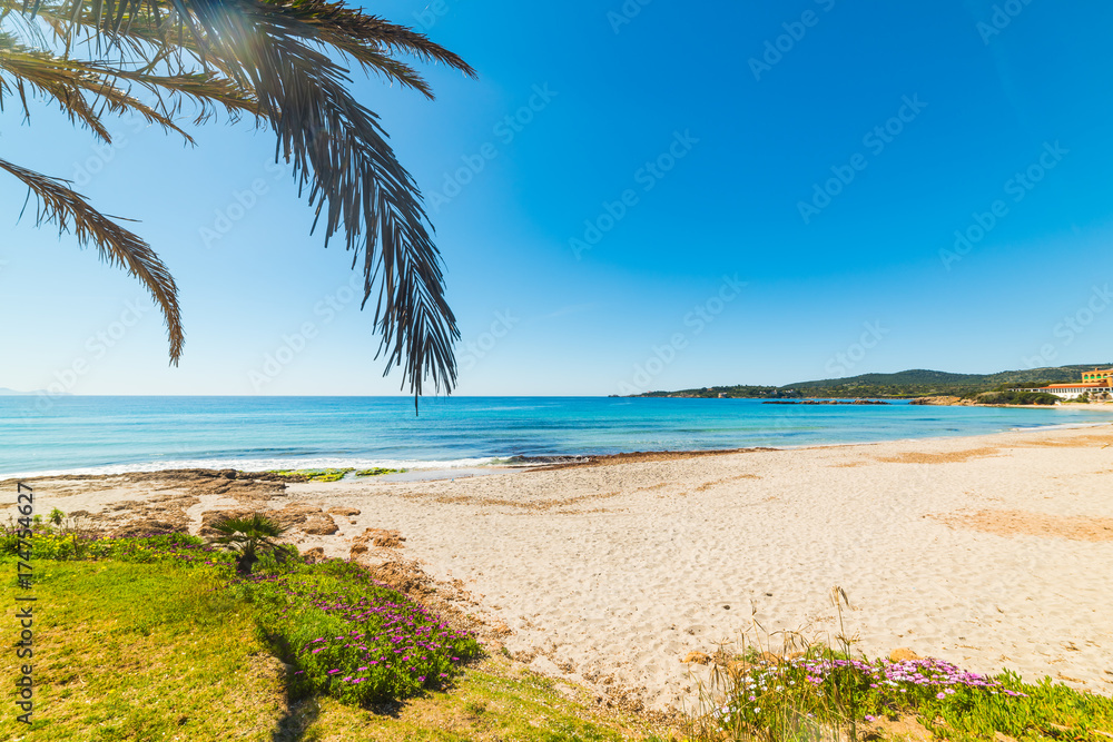 Palm tree by the shore in Le Bombarde beach