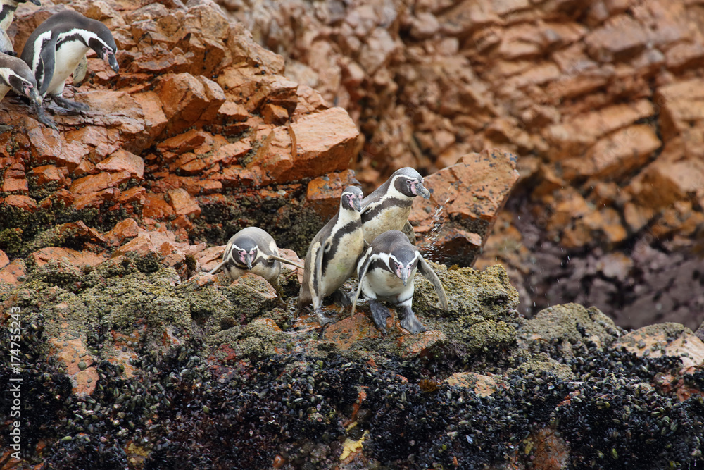 Fototapeta premium Humboldt Penguins in Peru
