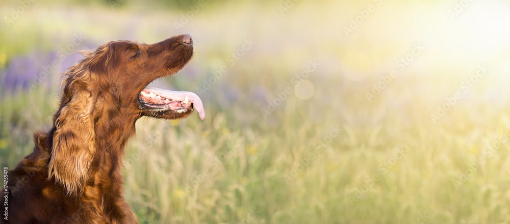 Panting Irish Setter dog in a hot Summer - web banner with copy space