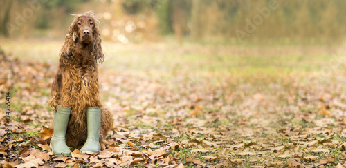 Website banner background of a funny dog in the autumn leaves © Reddogs