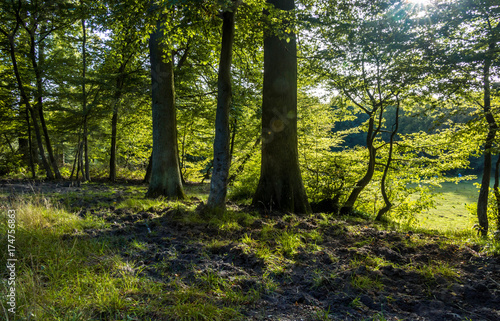 foret clairière