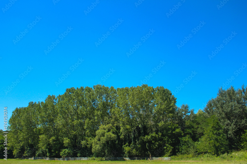 Blue sky above the green forest